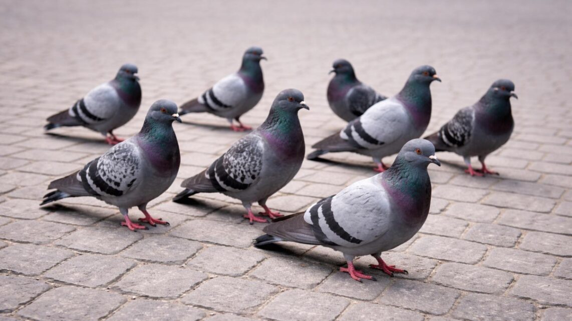 symbolbild stadttauben ki generiert 1142x642 - Stadt pr&uuml;ft H&auml;ufung erkrankter Stadttauben