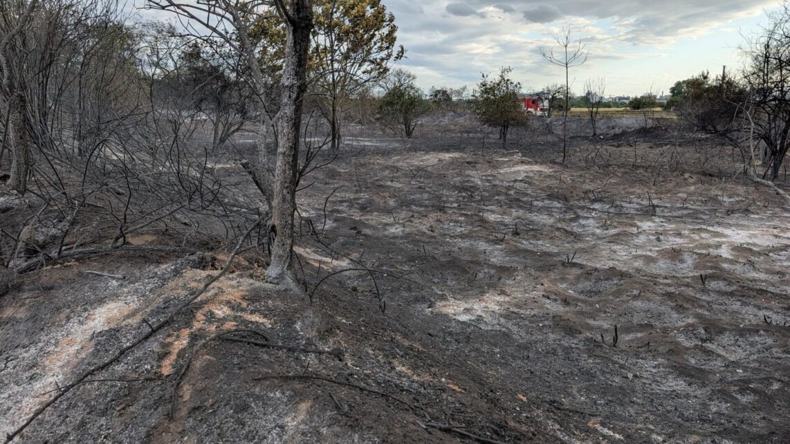 brand friesenheimer insel pxl 20260726 171200189mp stadt mannheim 1142x642 - Gr&ouml;&szlig;ter Vegetationsbrand in Mannheim seit 1976